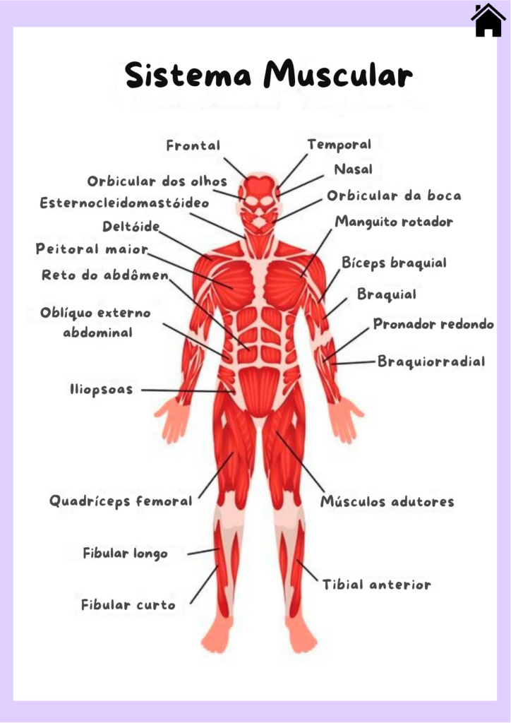 Sistema Muscular